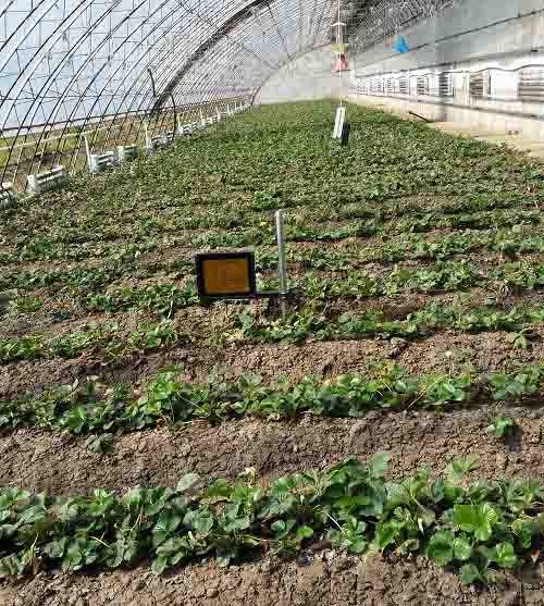 激光植物生长灯