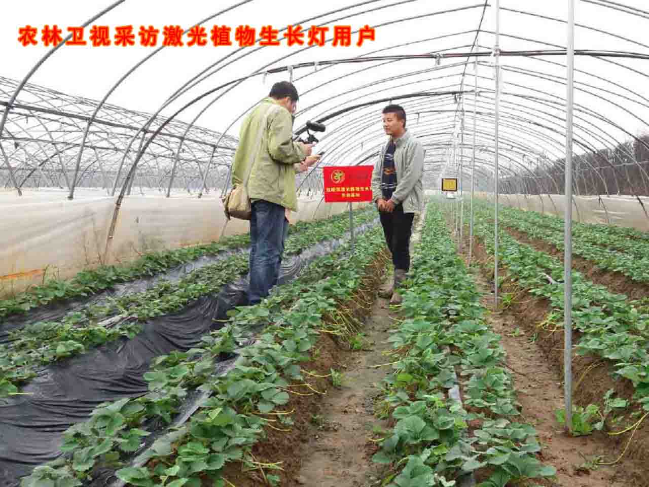 激光植物生长灯