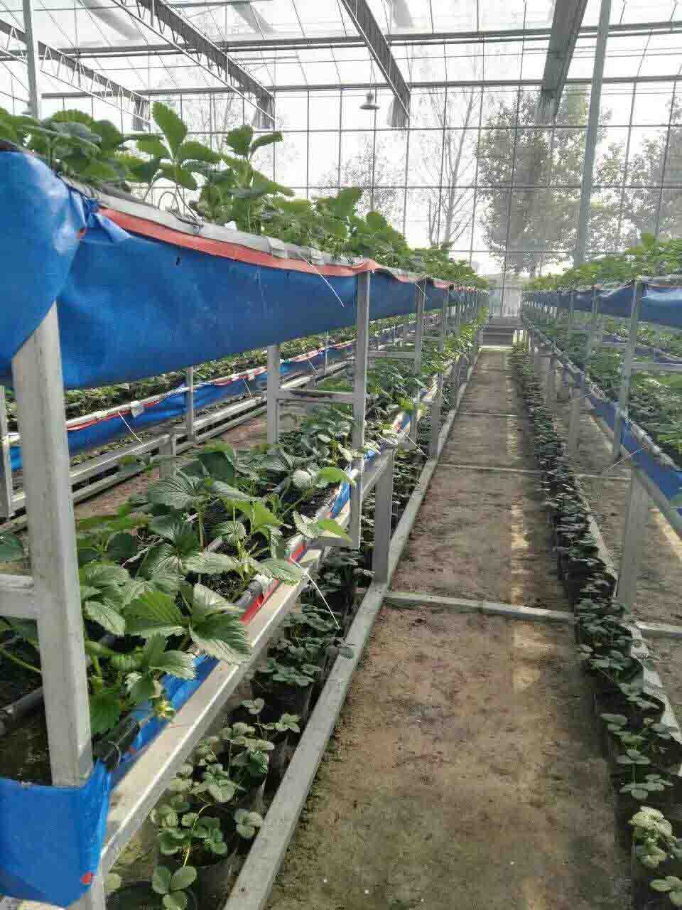 激光植物生长灯