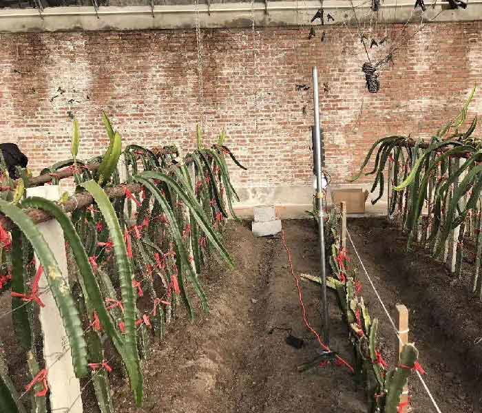 激光植物生长灯