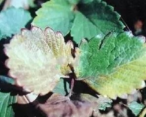 激光植物生长灯