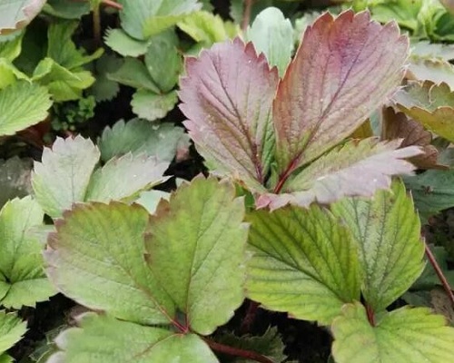 激光植物生长灯