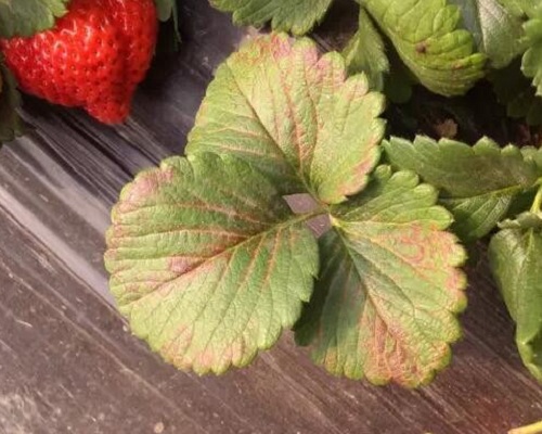 激光植物生长灯