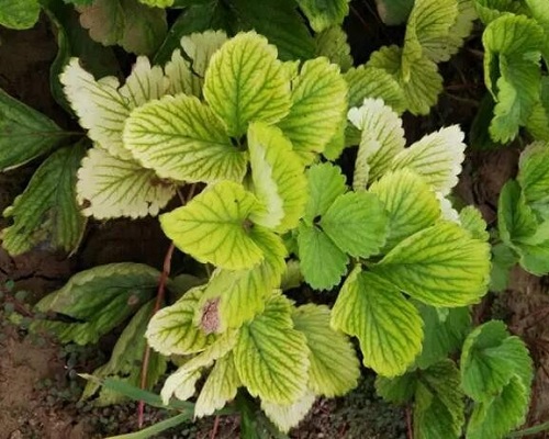 激光植物生长灯