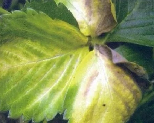 激光植物生长灯