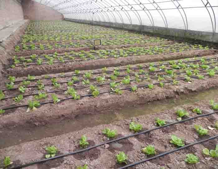 激光植物生长灯