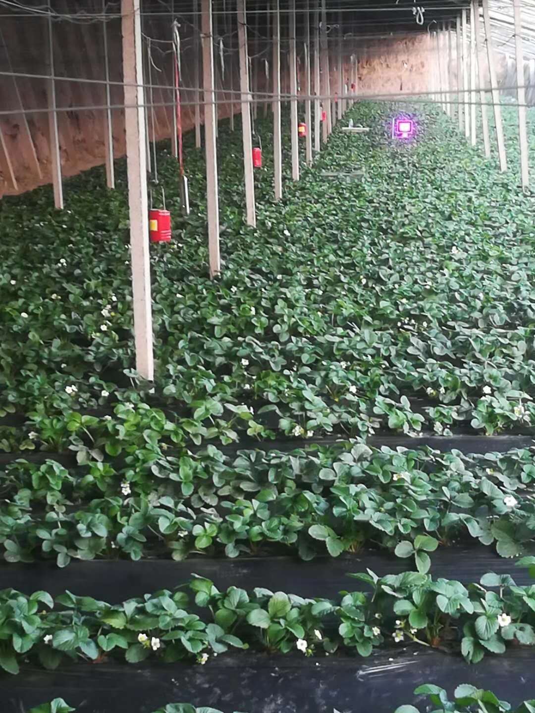 激光植物生长灯