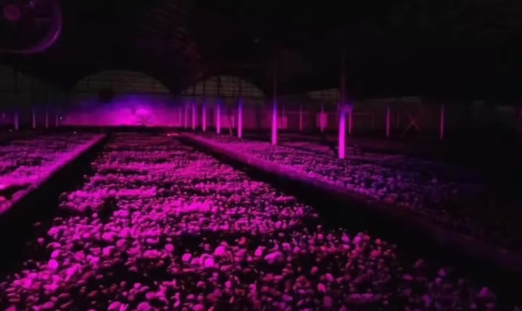 激光补光灯正在对植物进行补光