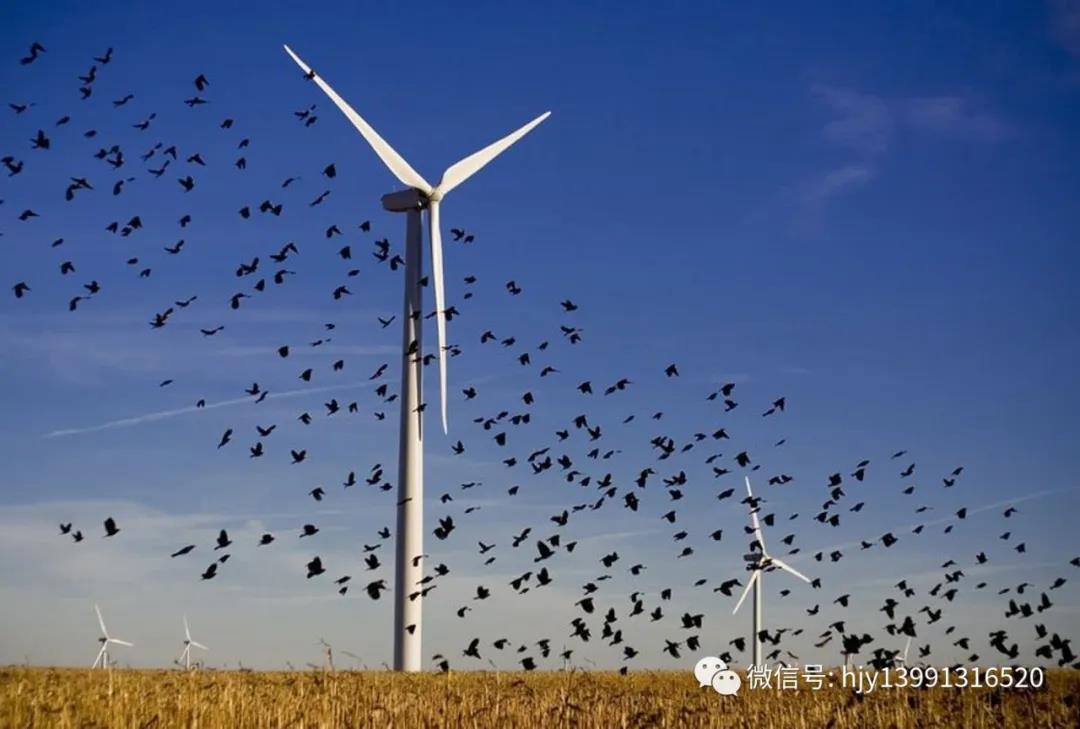 风力发电每年害死44万只飞鸟，保护鸟类刻不容缓，高科技驱鸟齐上阵，如何让风力发电高枕无忧