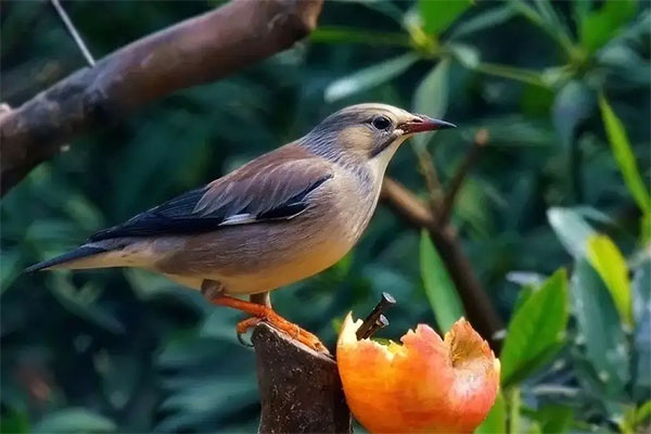 哪种驱鸟形式适用于果园驱鸟